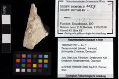 Foto (Objket + Etiketten) von Decapoda indet. (lobster) 